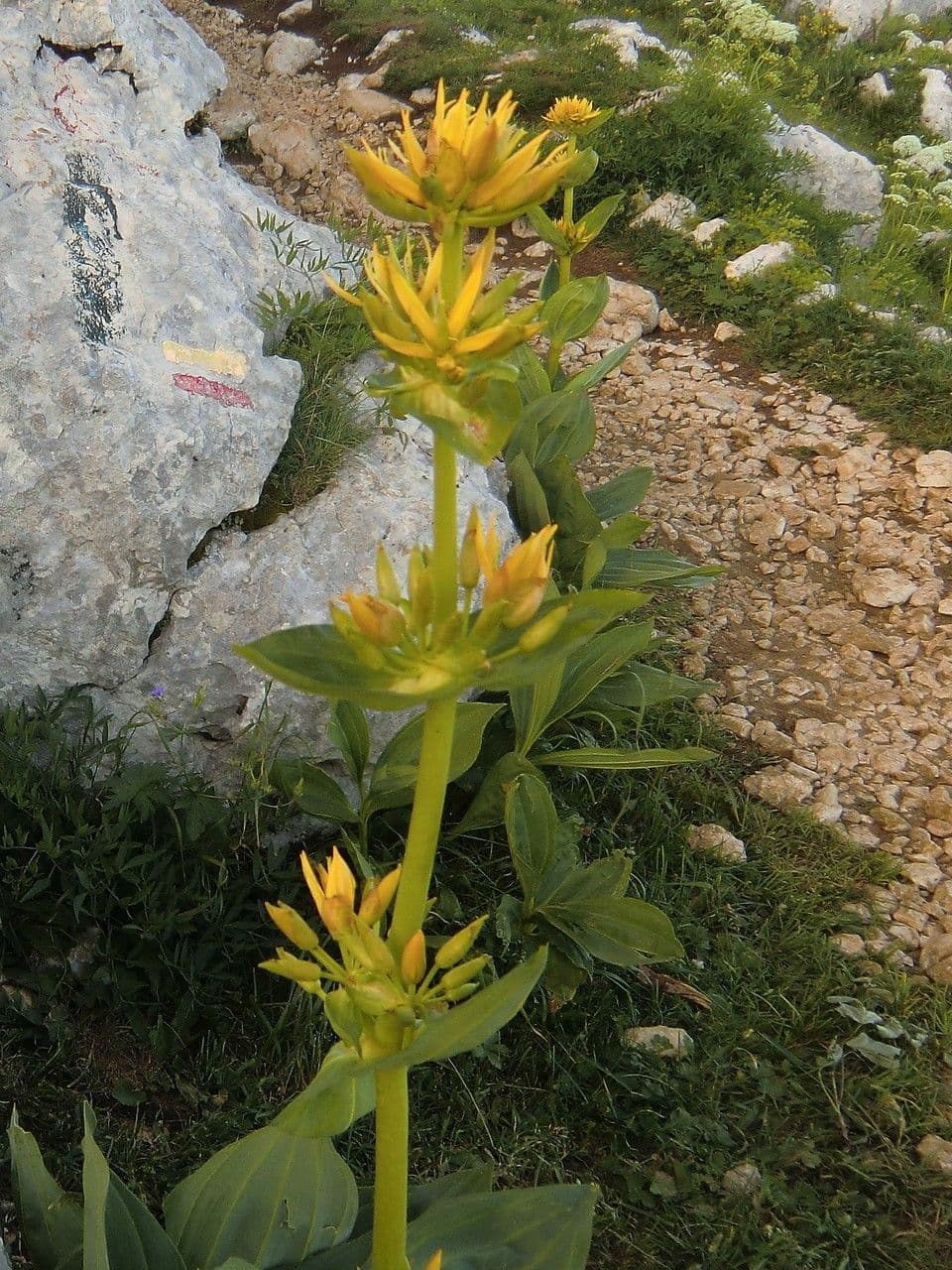 Genziana maggiore 28