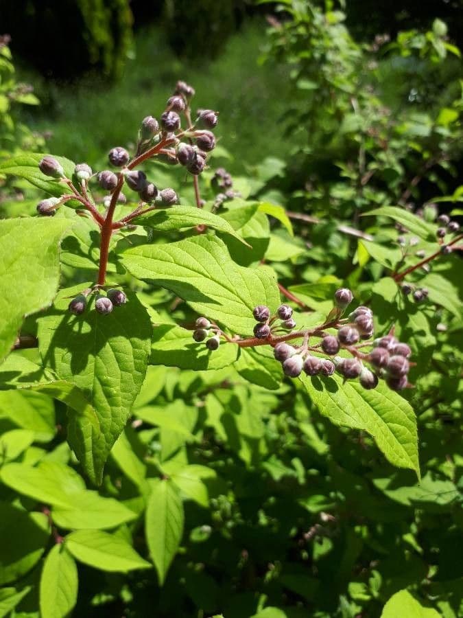 Deutzia scabra