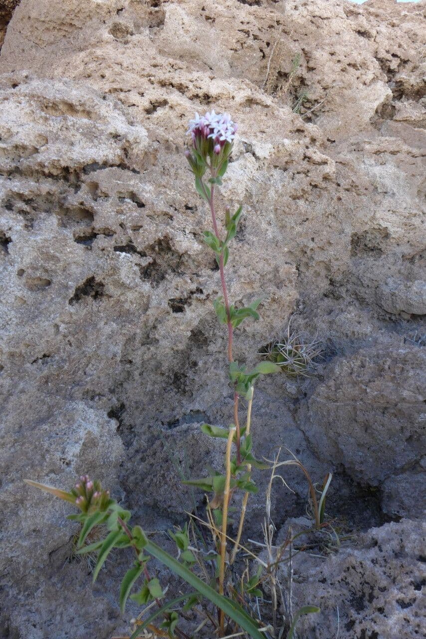 Stevia 4