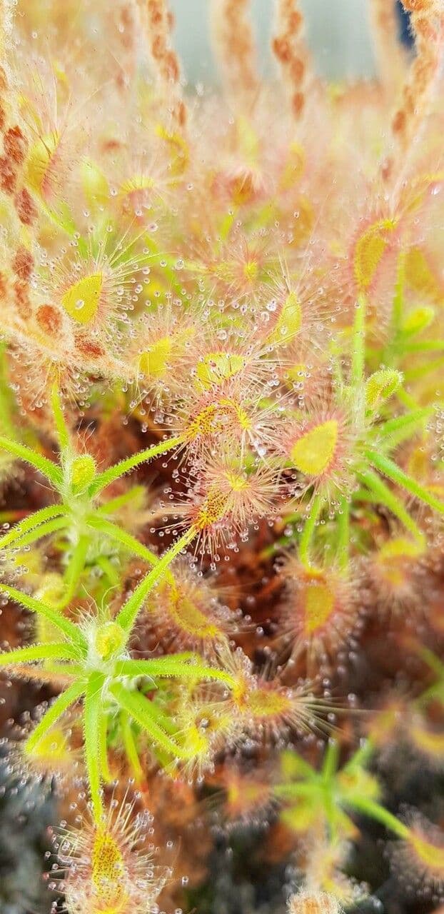 Drosera
