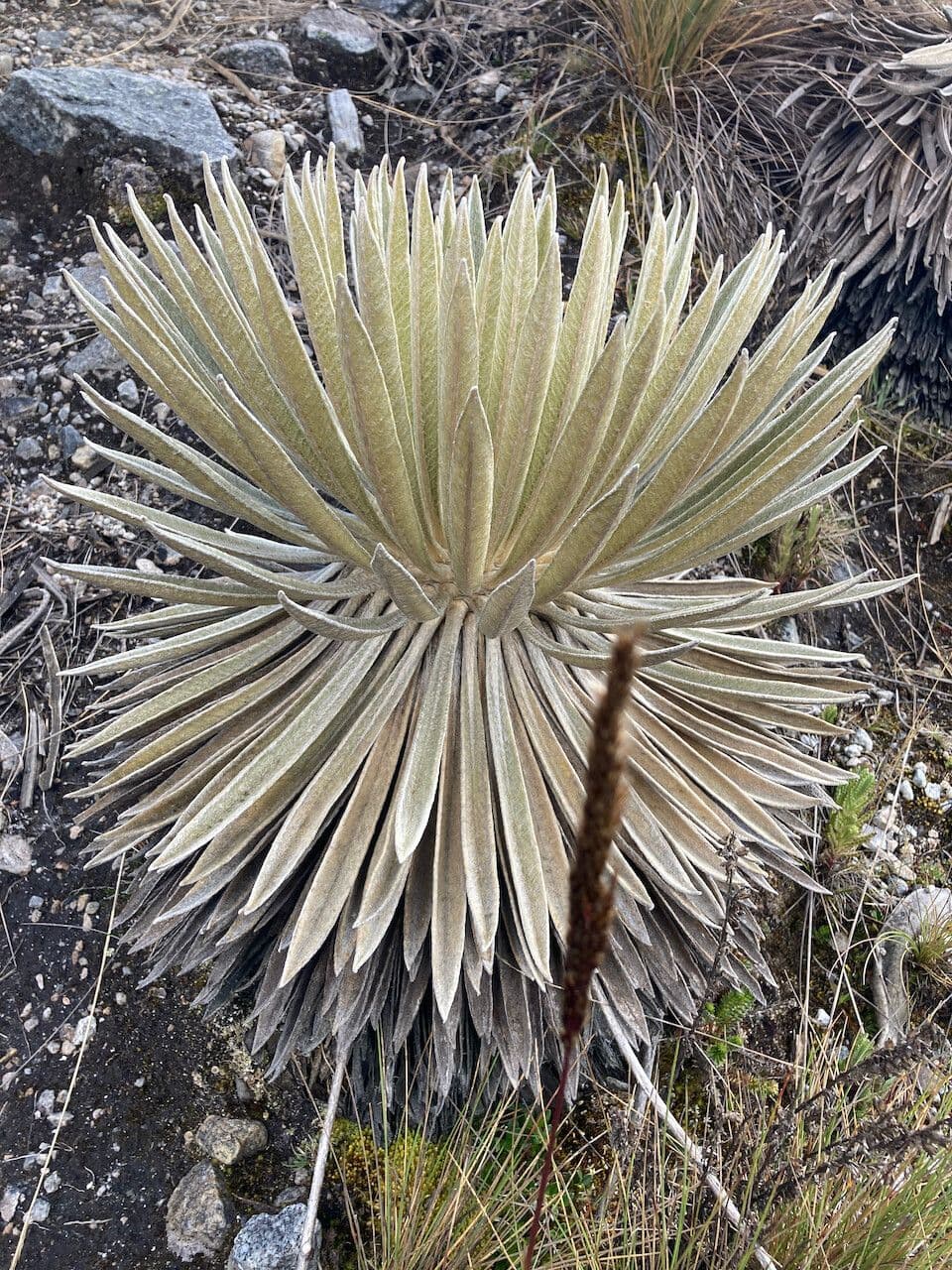 Espeletiopsis 14