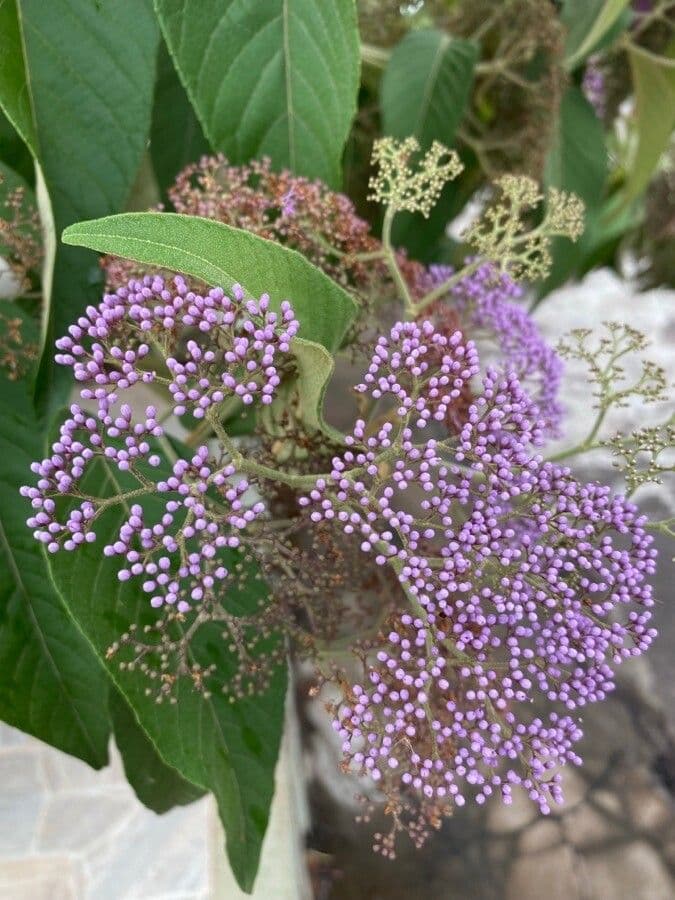 Callicarpa 4