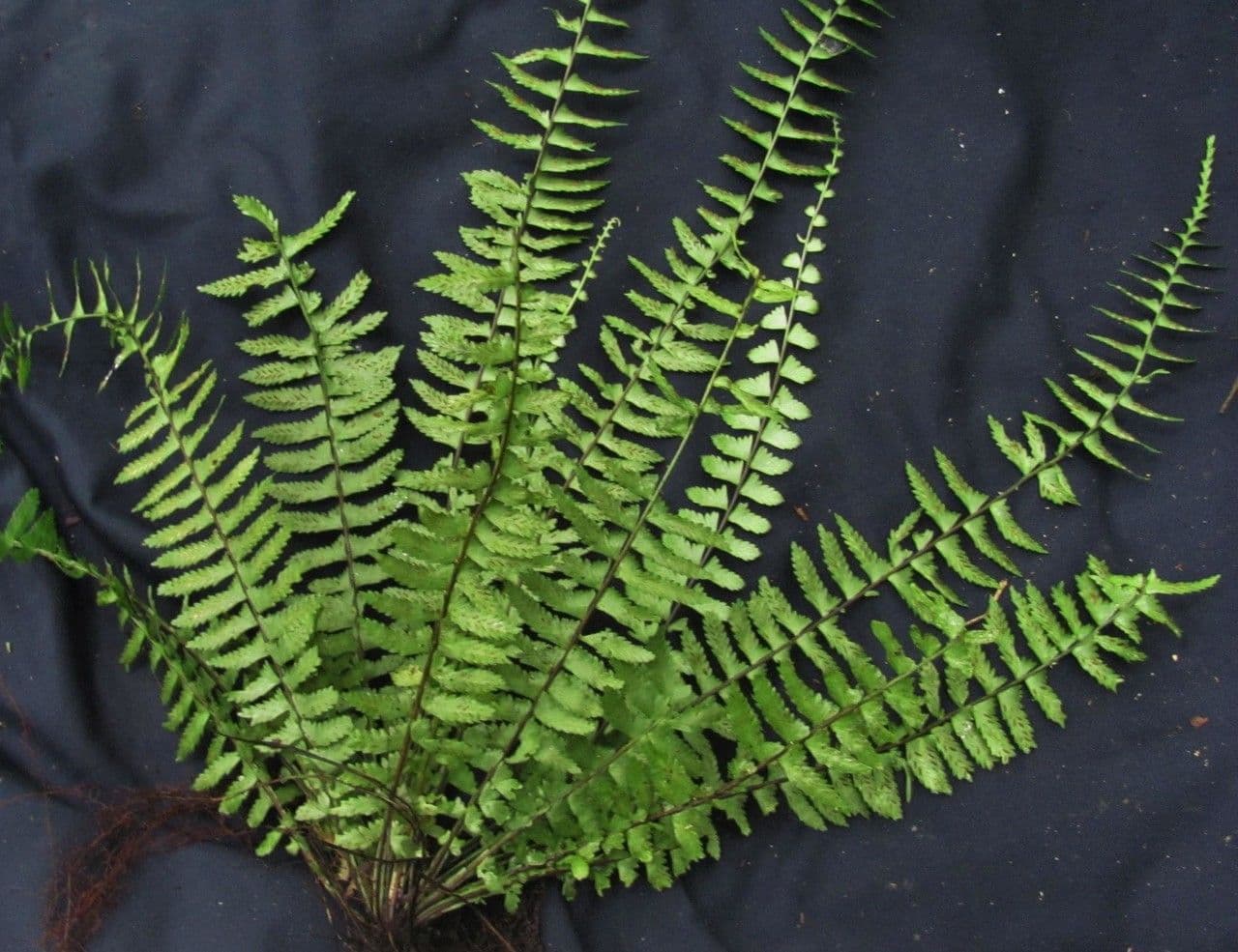 Asplénium ptéropus 5