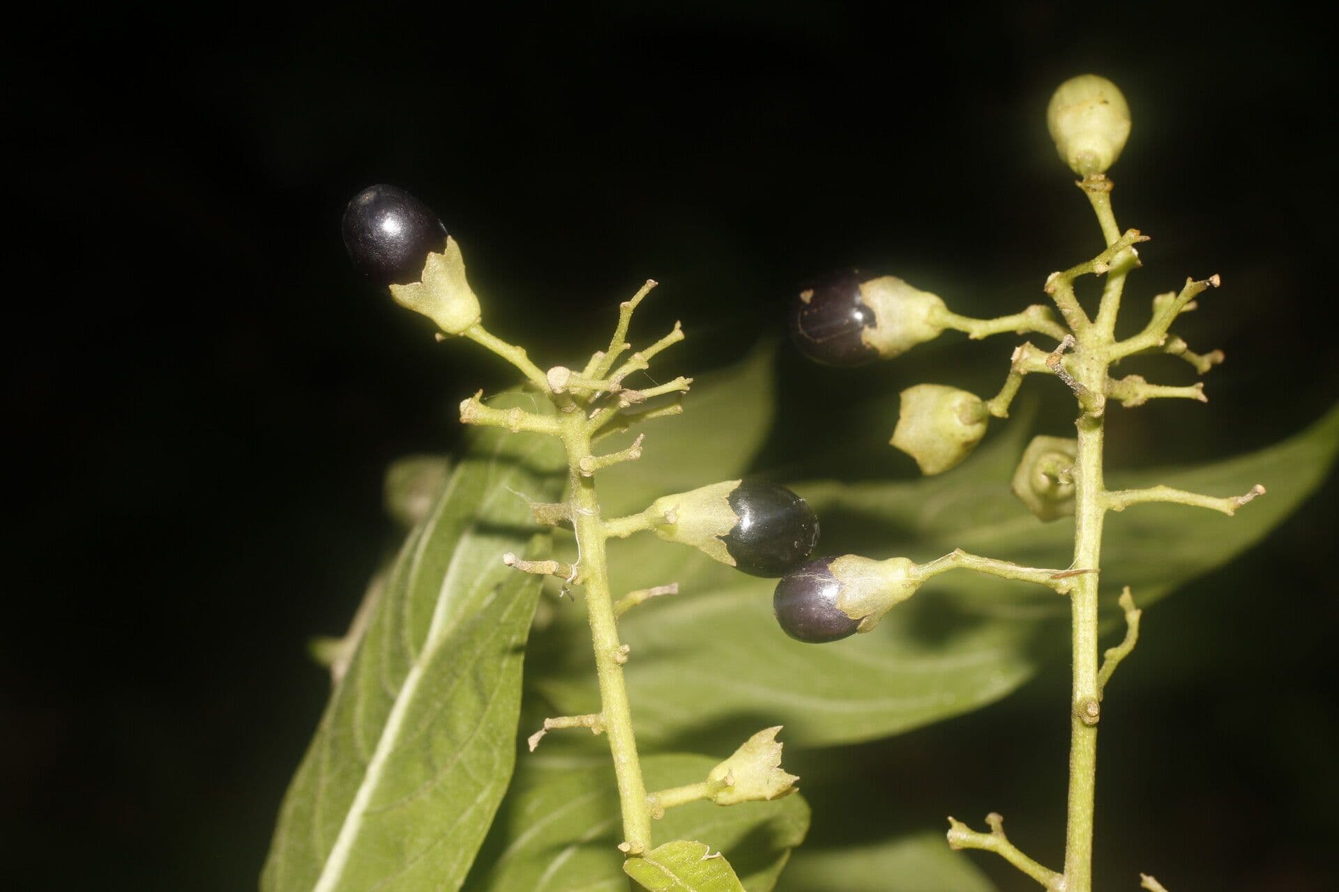 Cestrum 3