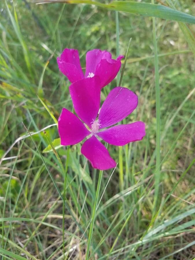 Callirhoe digitata 2
