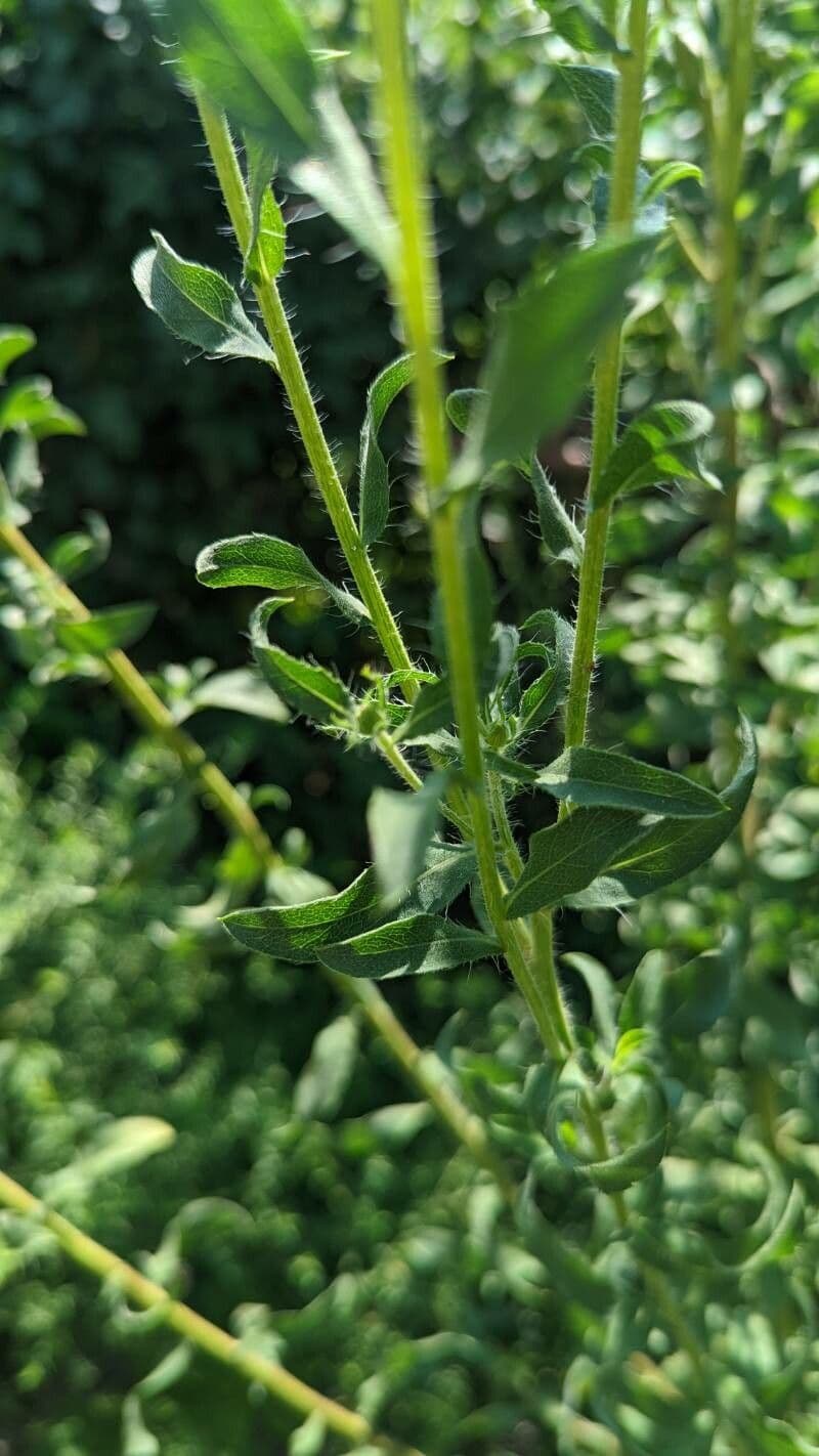 Heterotheca 14