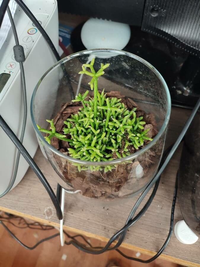 Cactus corail 11