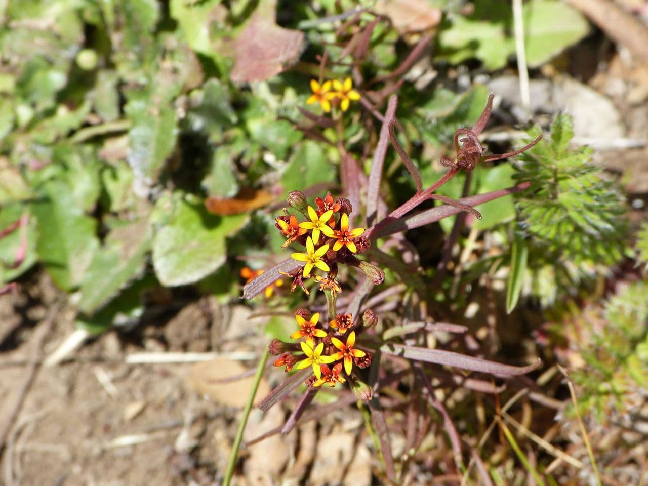 Quinchamalium 14