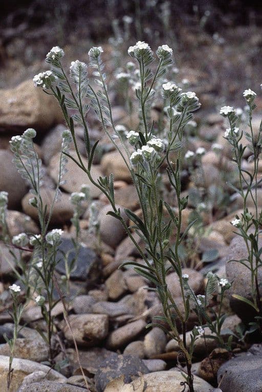 Cryptantha 3