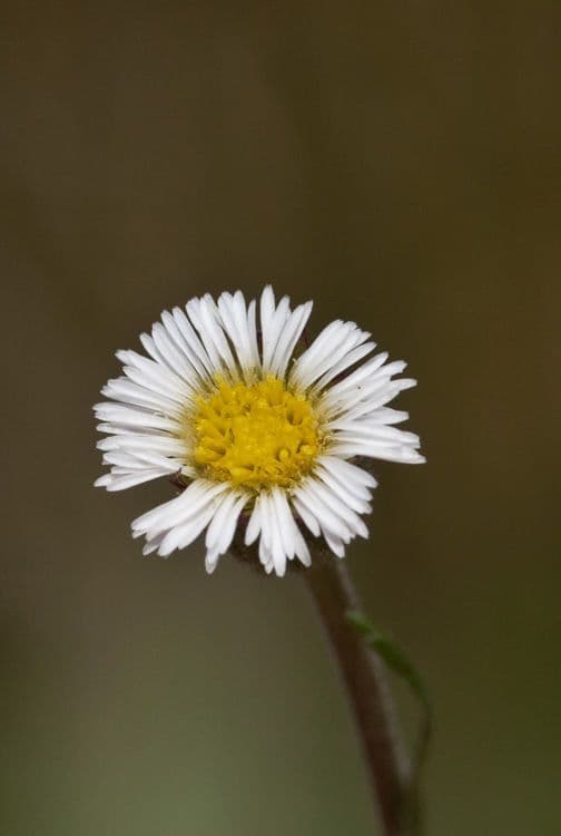 Erigeron a raggi corti 4