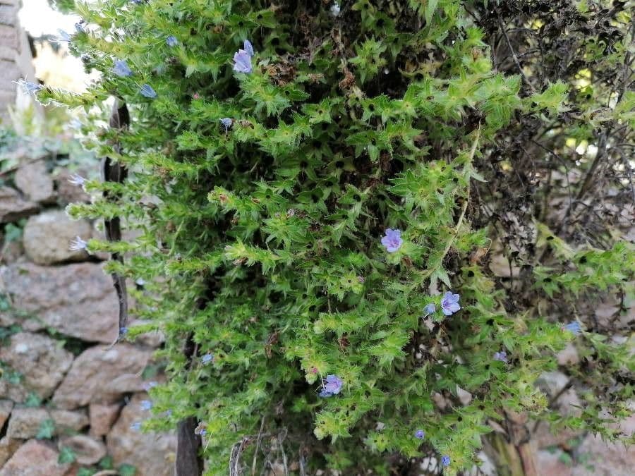 Echium 14