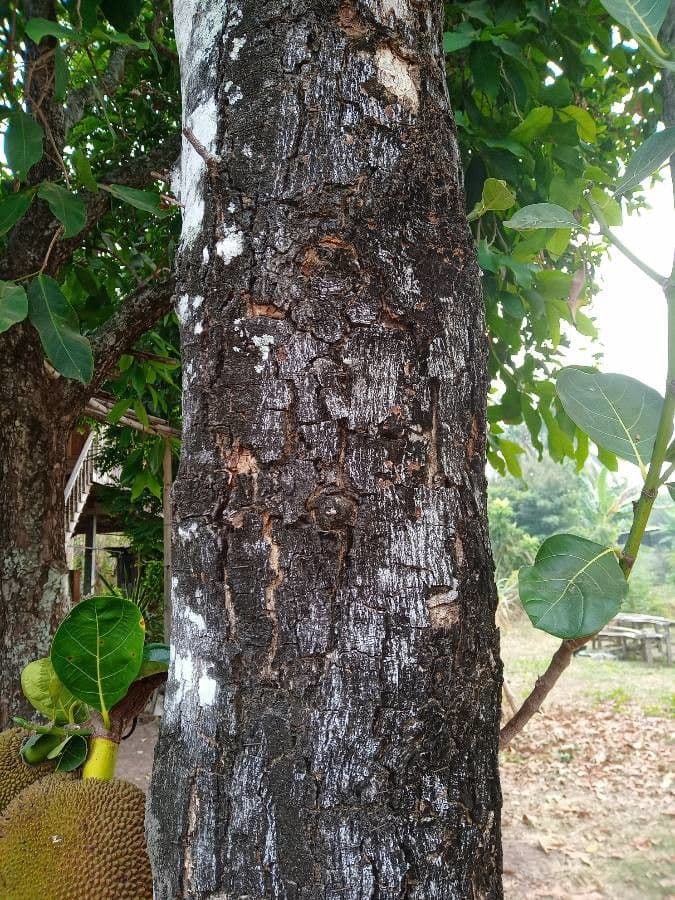 Jackfruit 14