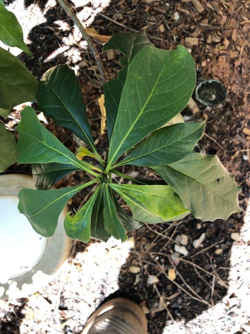 Telopea speciosissima 14