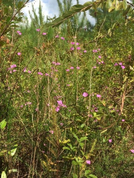 Agalinis 6