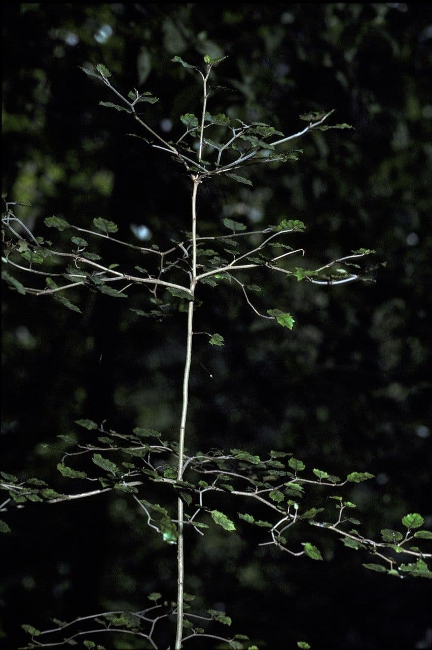 Carpodetus serratus