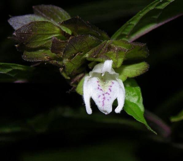 Herpetacanthus 2