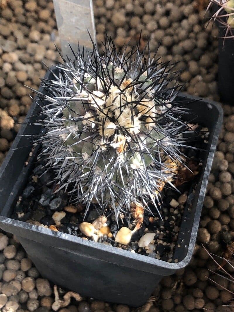 Copiapoa 2