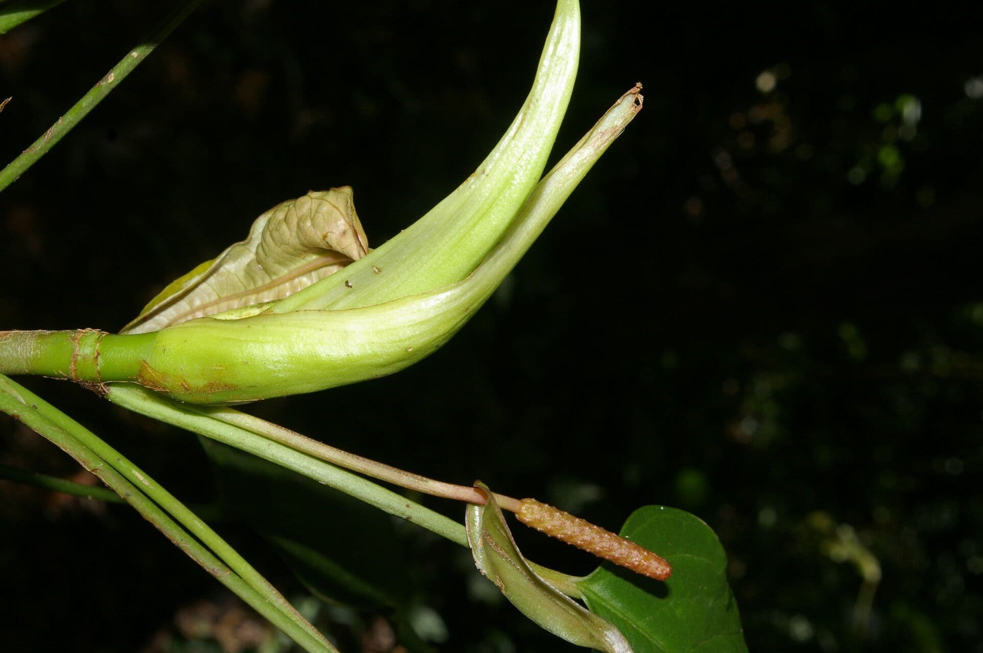 Anthurium a spata piccola 2