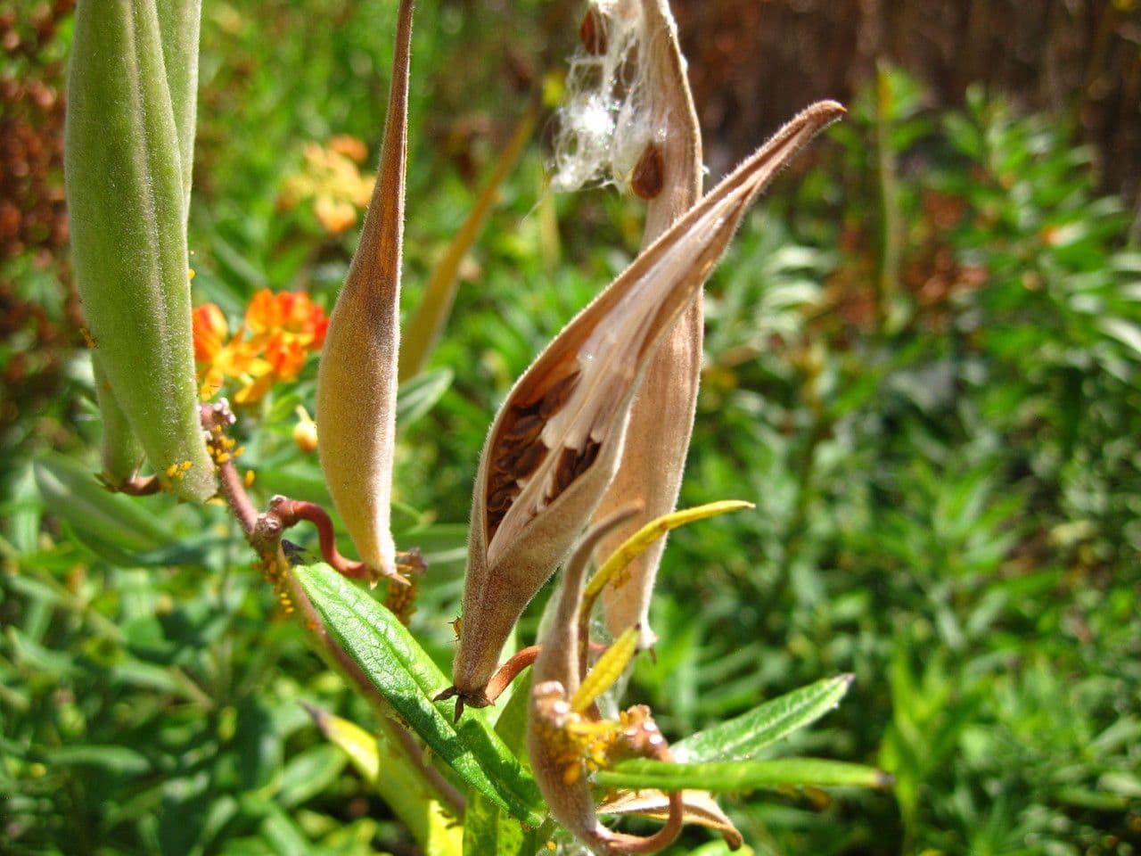 Asclepiade tuberosa 2