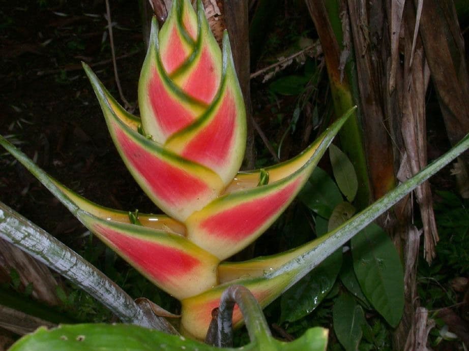 Geldblume 4