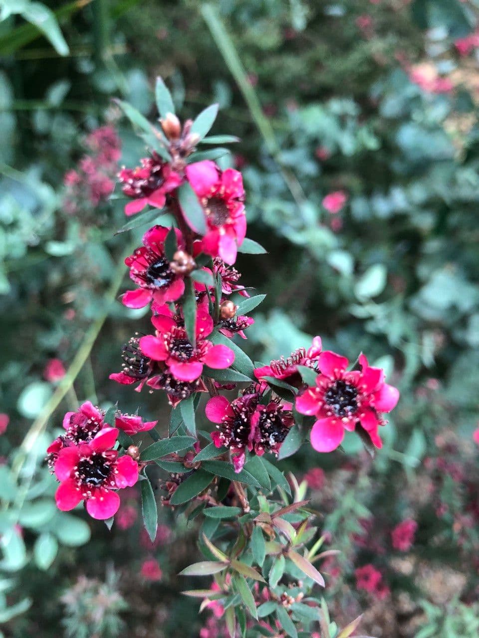 Manuka 11