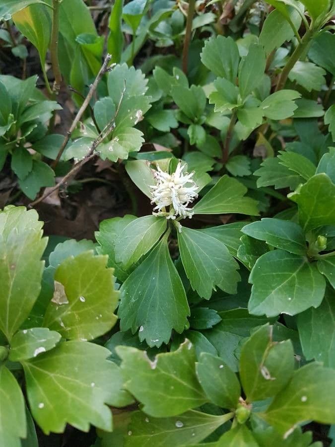 Pachysandra terminale 7