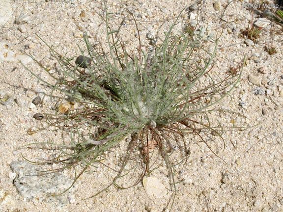Malacothrix californiana 8