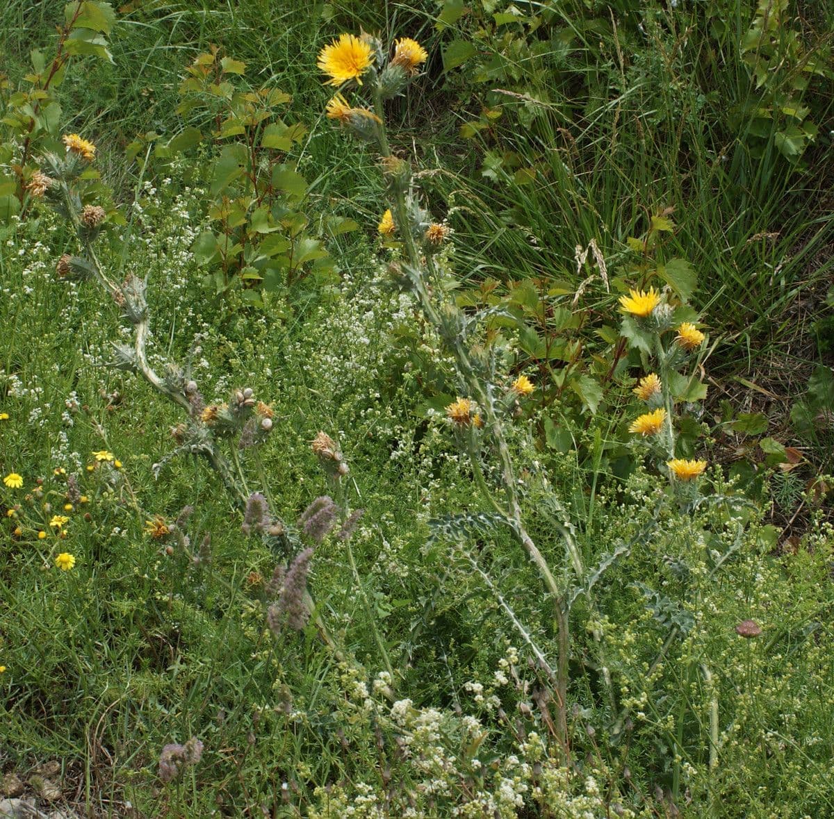 Cardo dorato 8