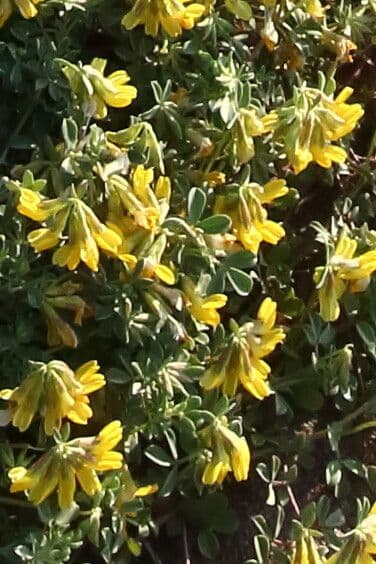 Lotus cytisoides 22