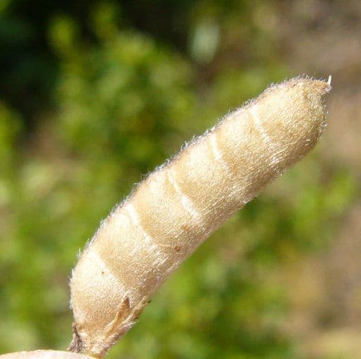 Lupinella bicolore 3