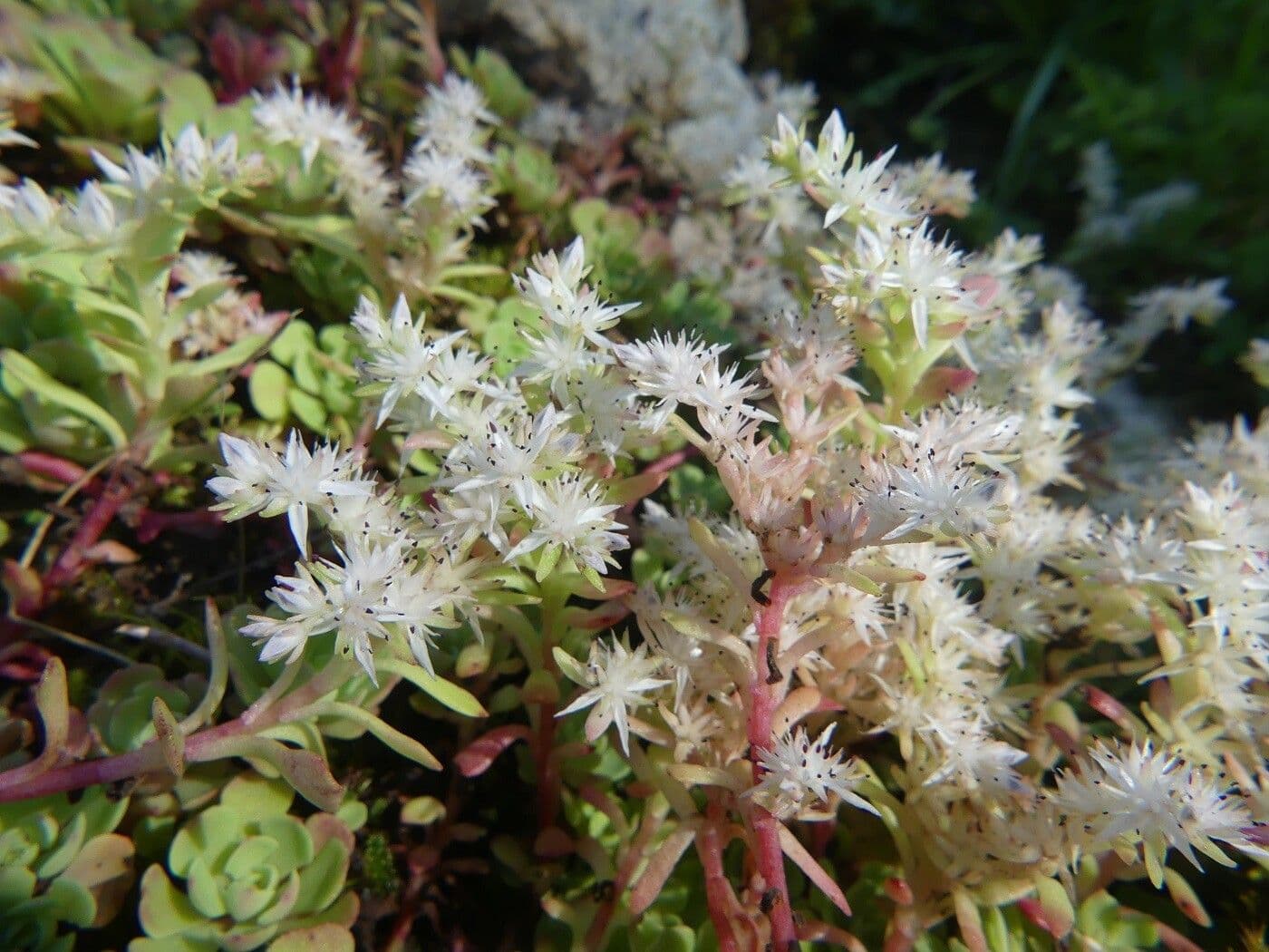 Sedum glauco 4
