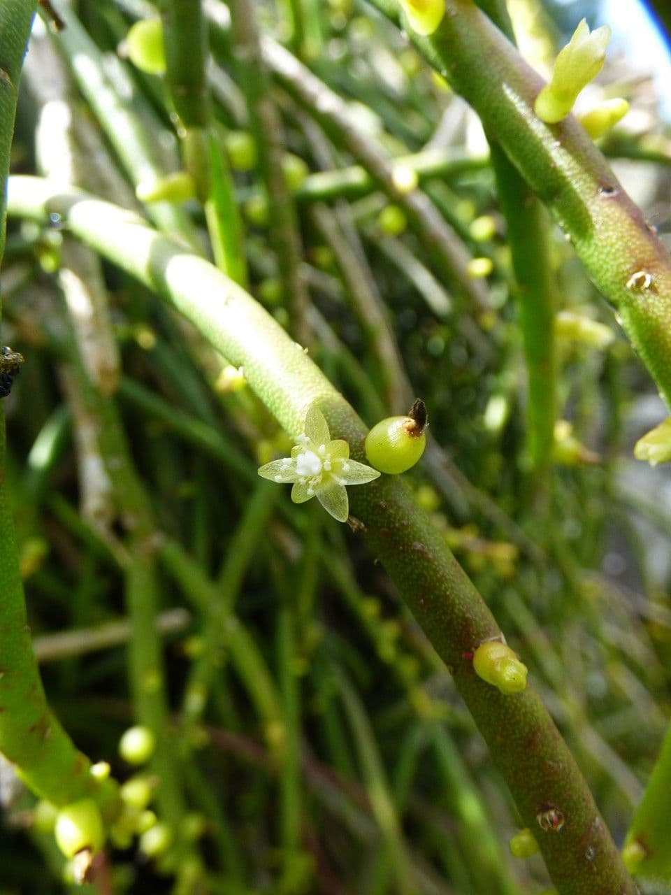 Cactus vischio 9