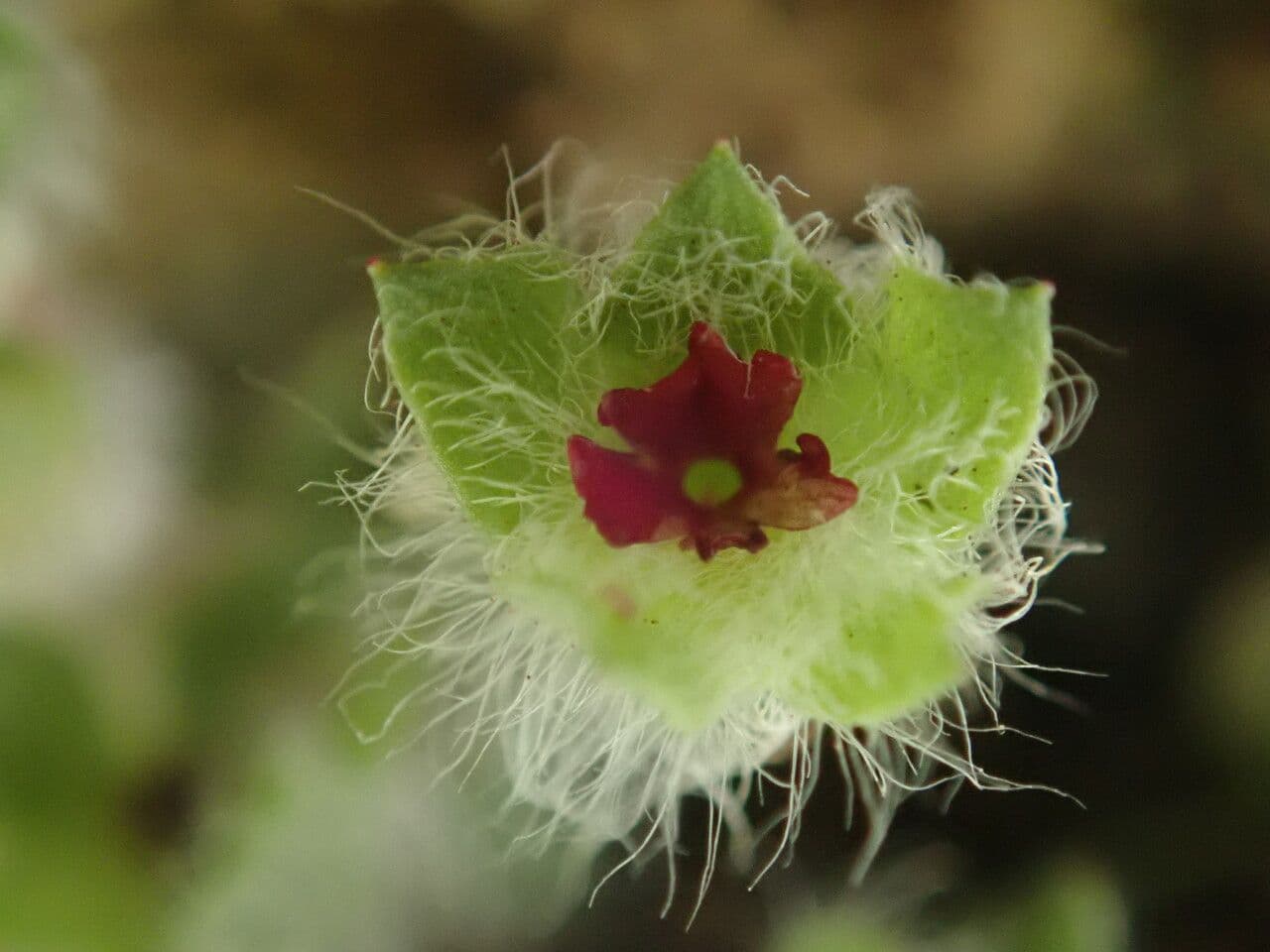 Androsace rotundifolia 3