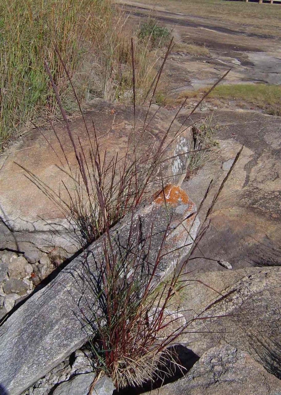 Eragroide giapponese 3