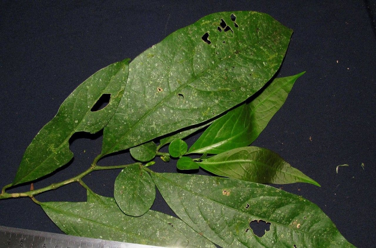 Cuatresia 5