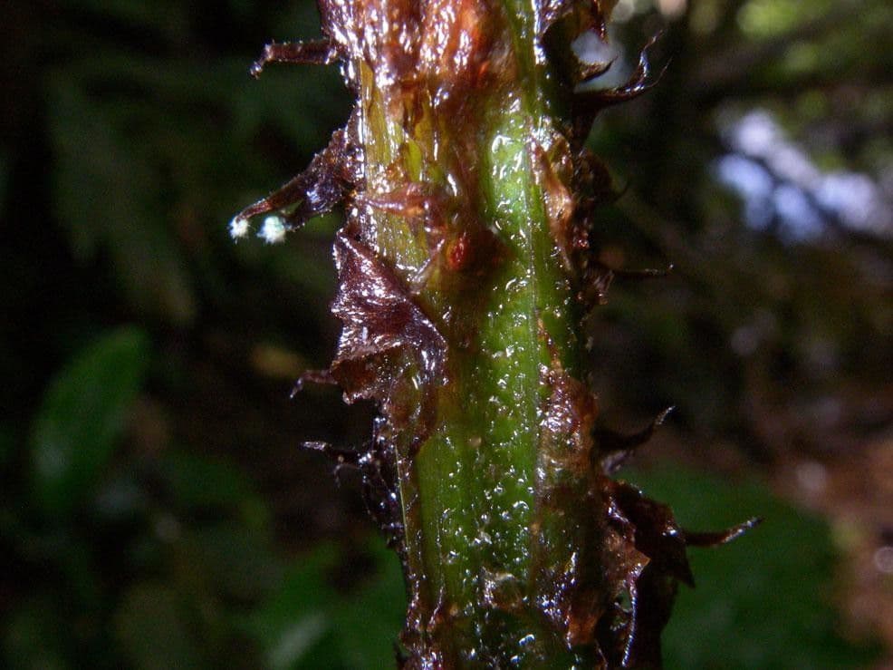 Stigmatopteris 8
