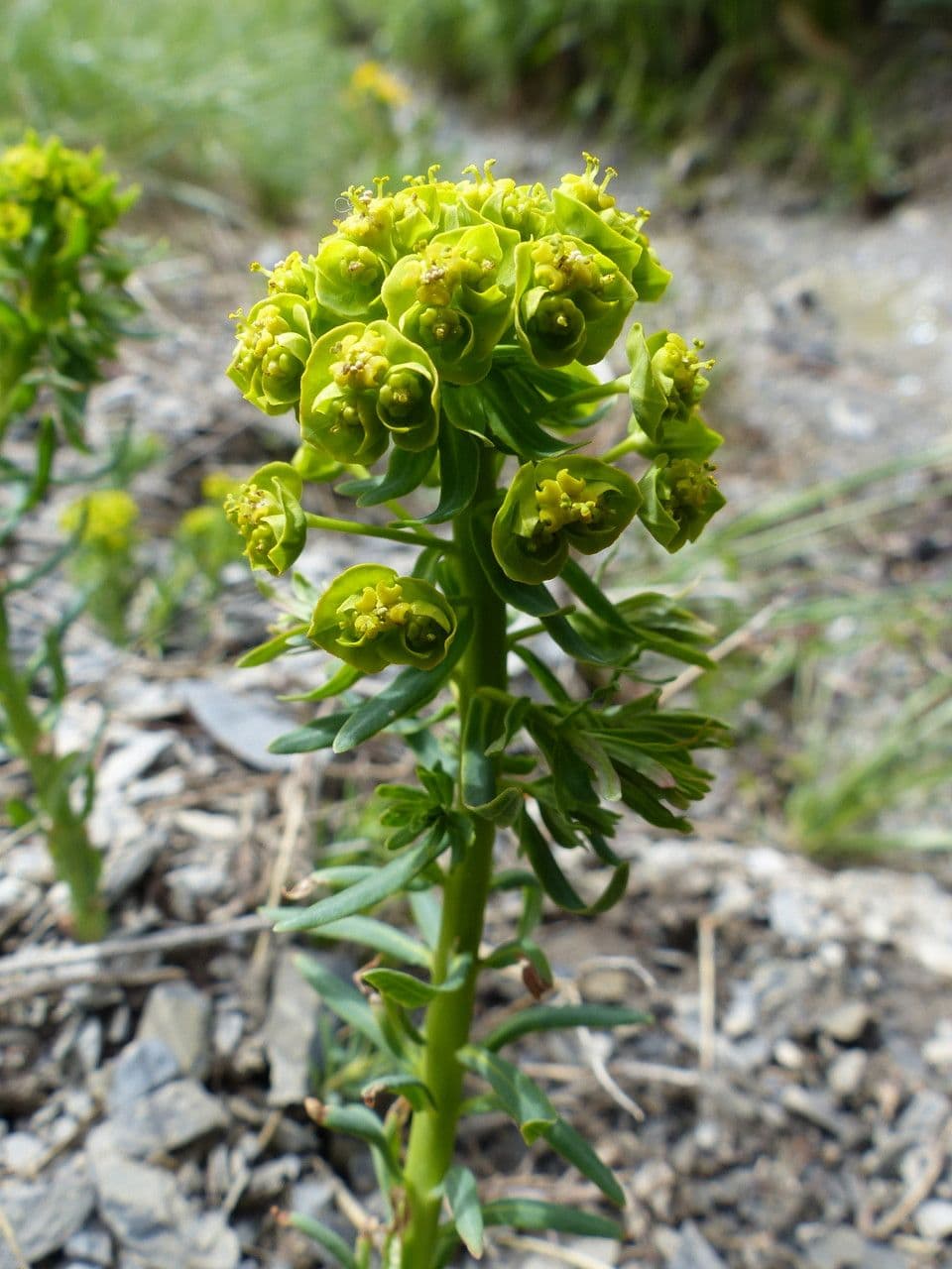 Lechetrezna 20