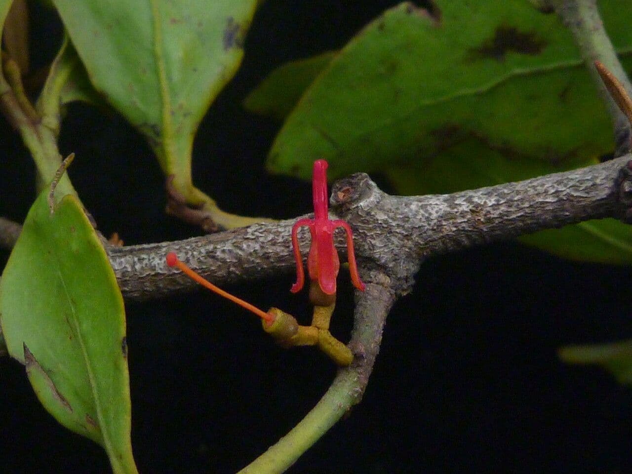 Helixanthera 7