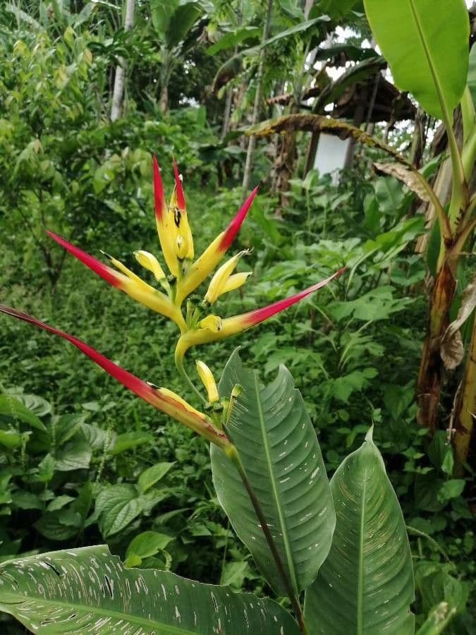 Heliconia 3