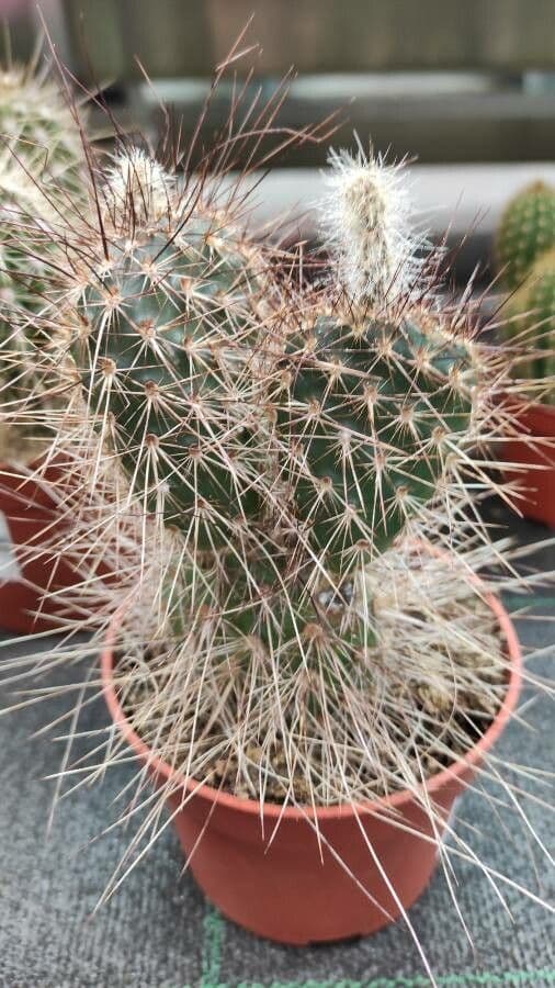 Nopal espinoso 15