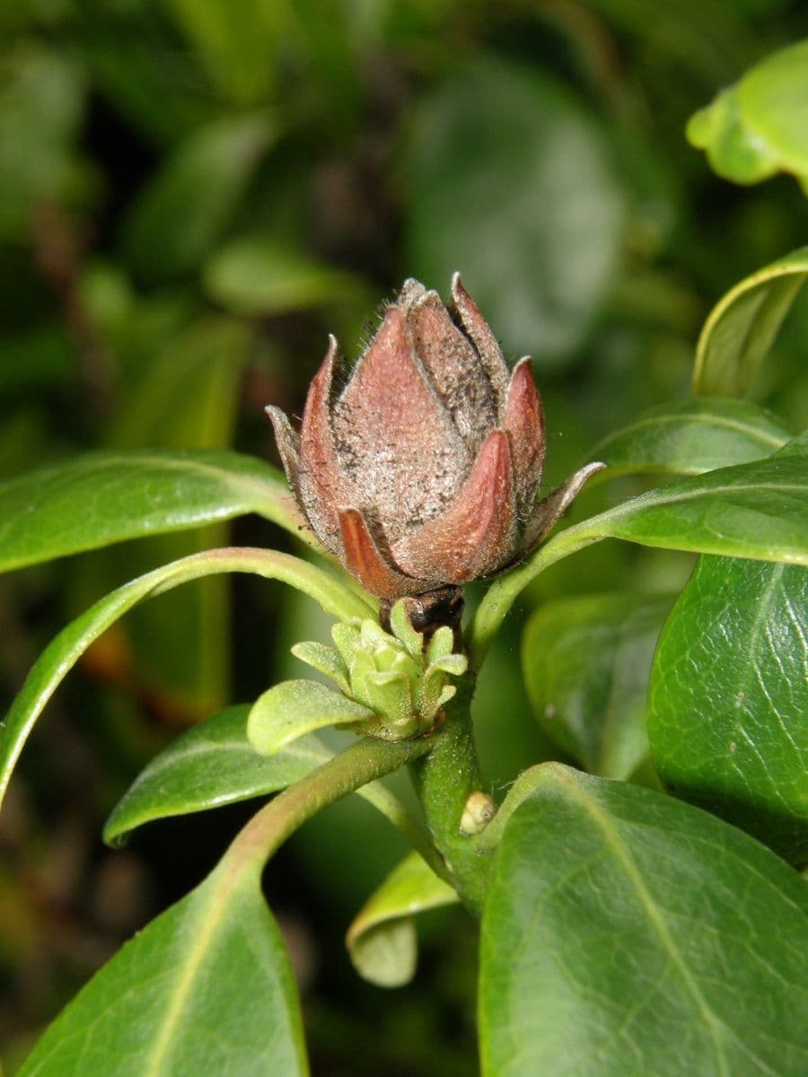 Rododendron 10
