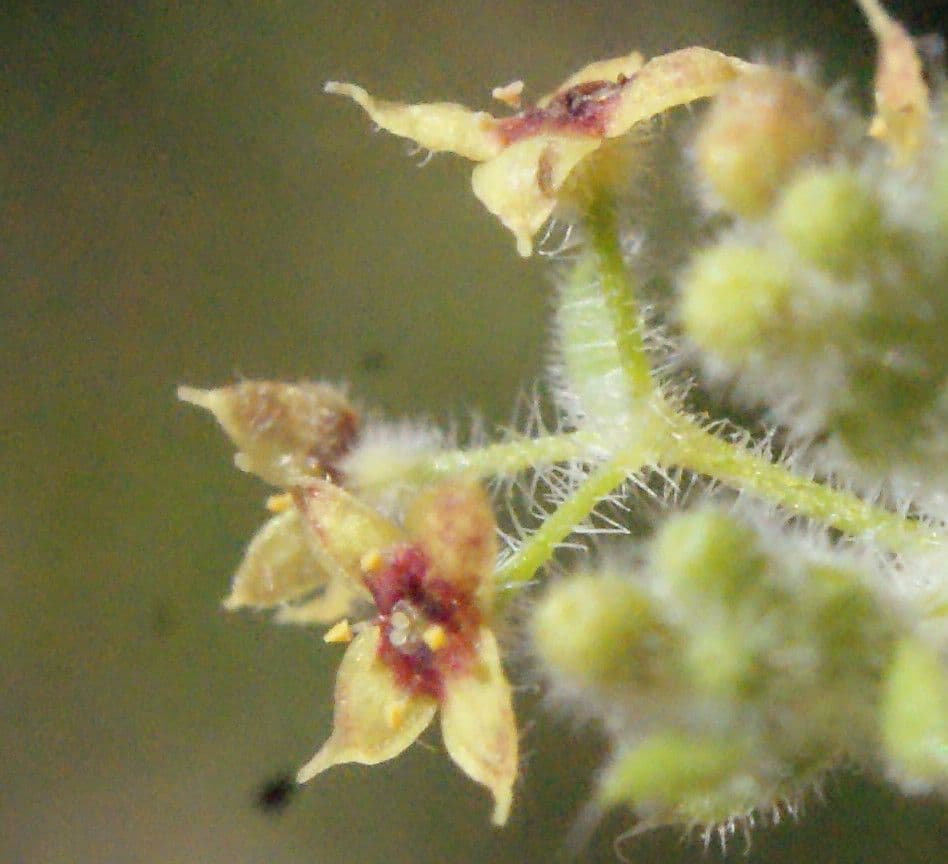 Galium 4