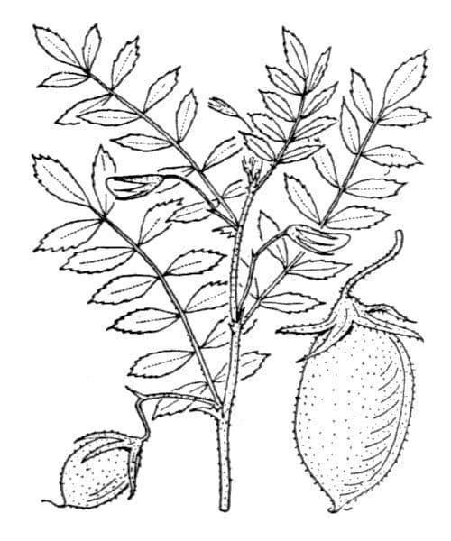 Kichererbse 28