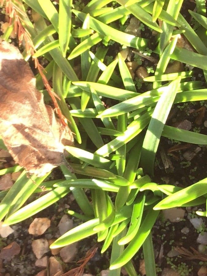 Scilla vernale 8