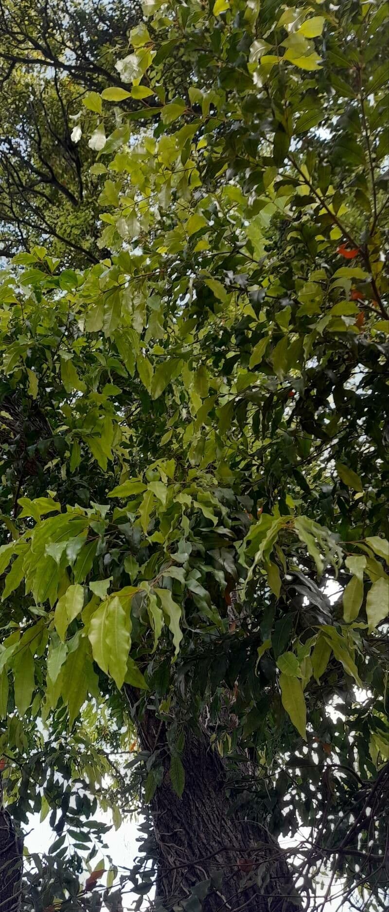 Blepharocalyx 9