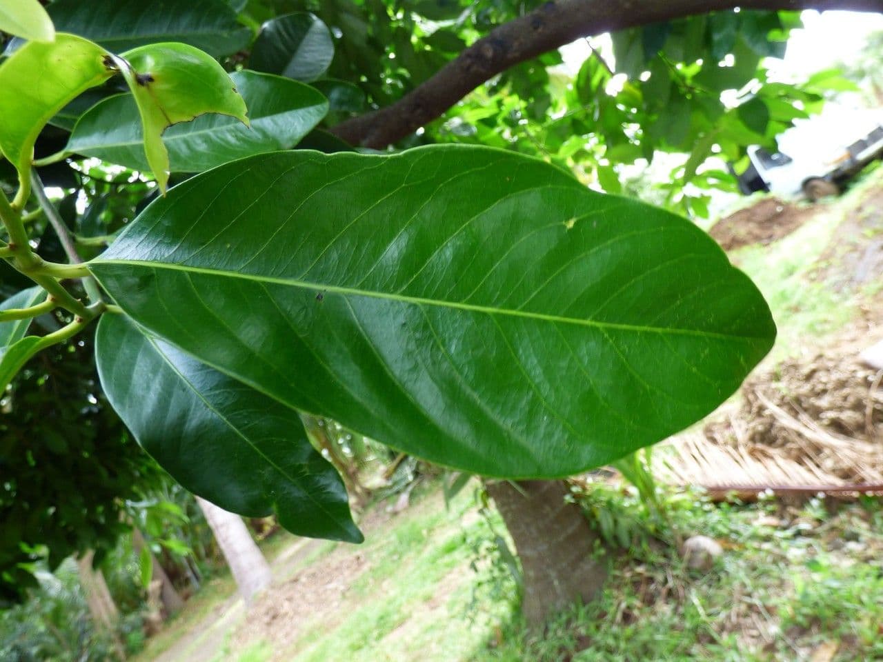 Cachi nero 13