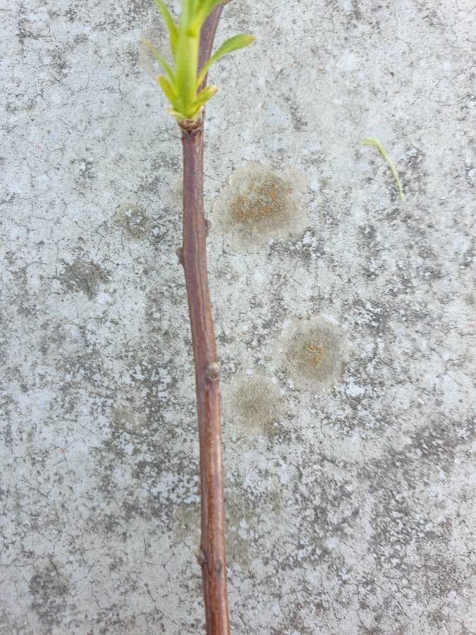 Spirea giapponese 21
