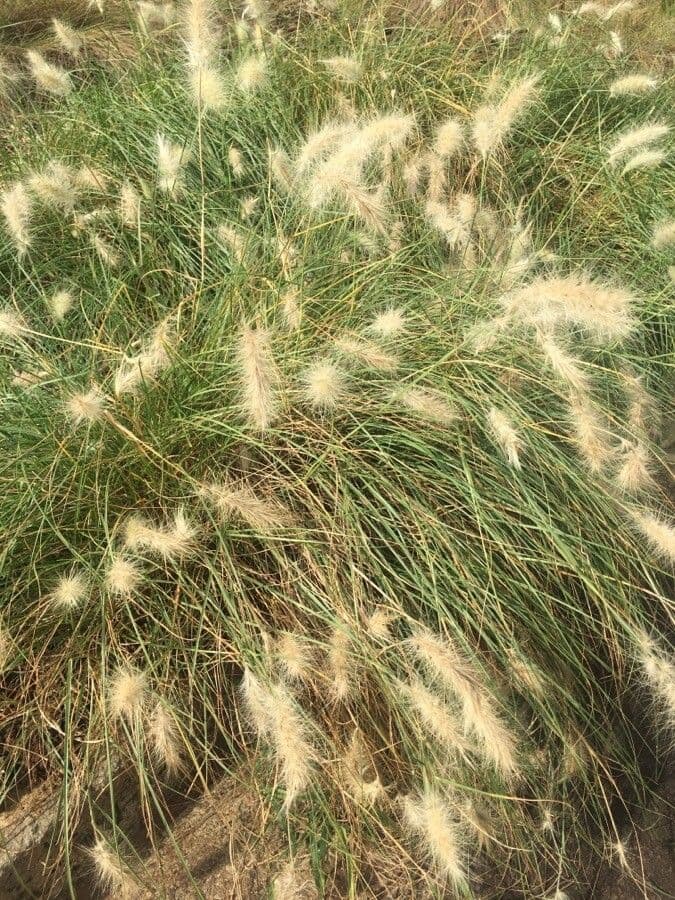 Fiederbart-Gras 12