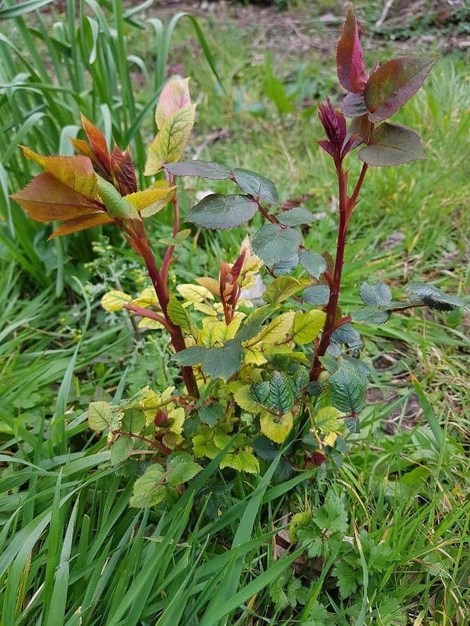 Redleaf rose 13