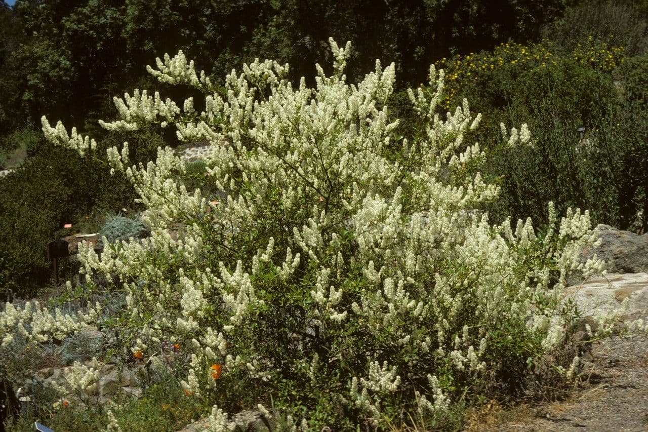 Dorniger Ceanothus 7